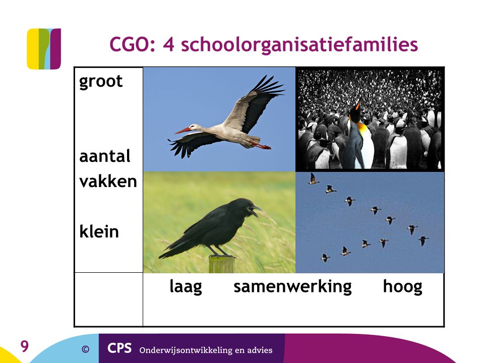 CGO: 4 schoolorganisatiefamilies
