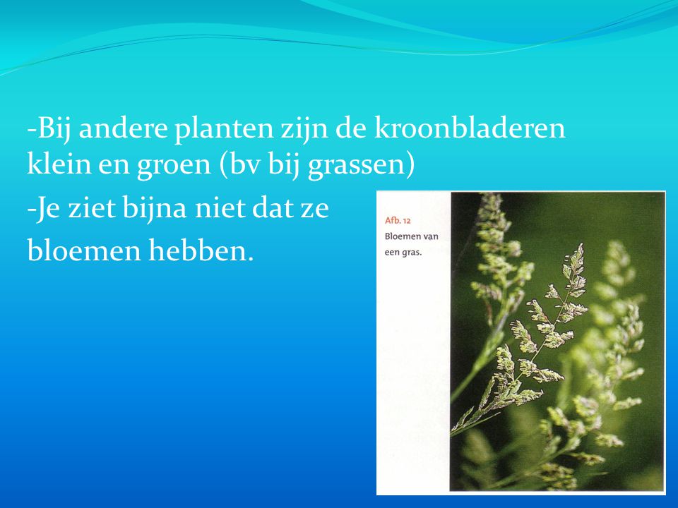 -Bij andere planten zijn de kroonbladeren klein en groen (bv bij grassen)