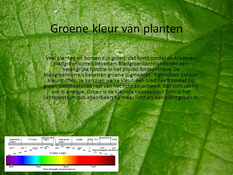 Groene kleur van planten