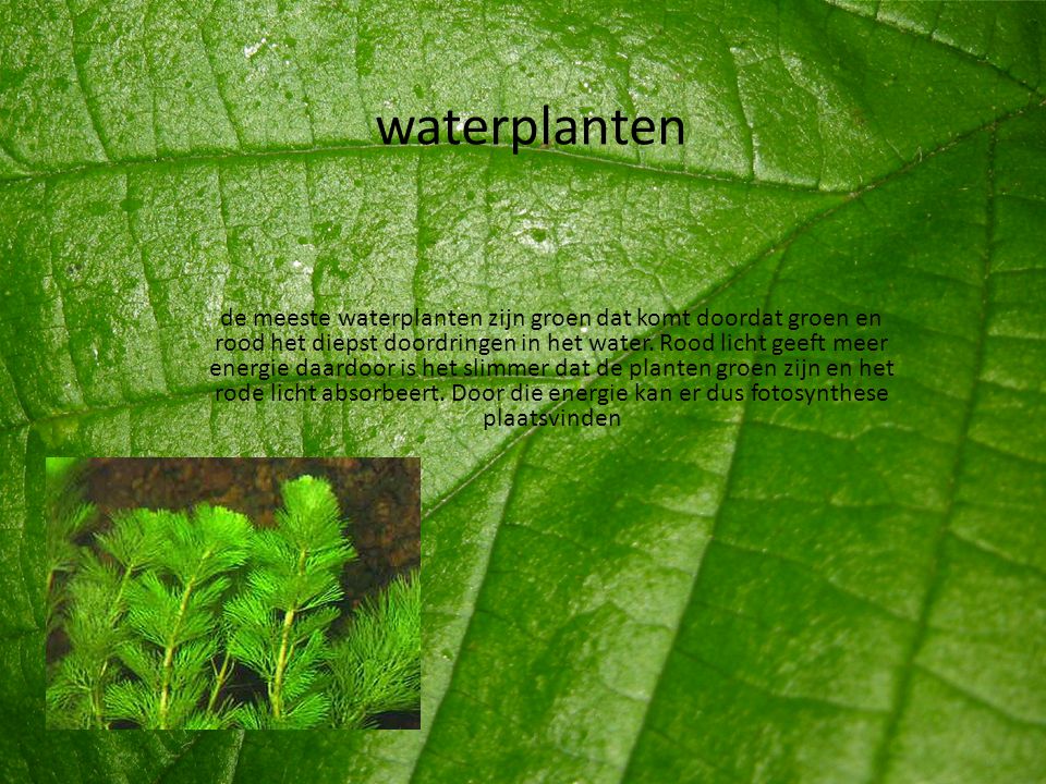 waterplanten