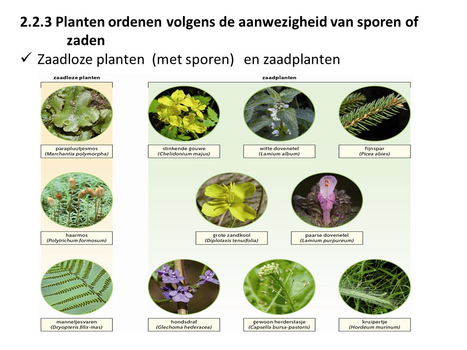 2.2.3 Planten ordenen volgens de aanwezigheid van sporen of zaden