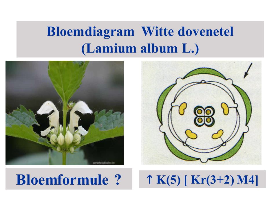 Bloemdiagram Witte dovenetel (Lamium album L.)