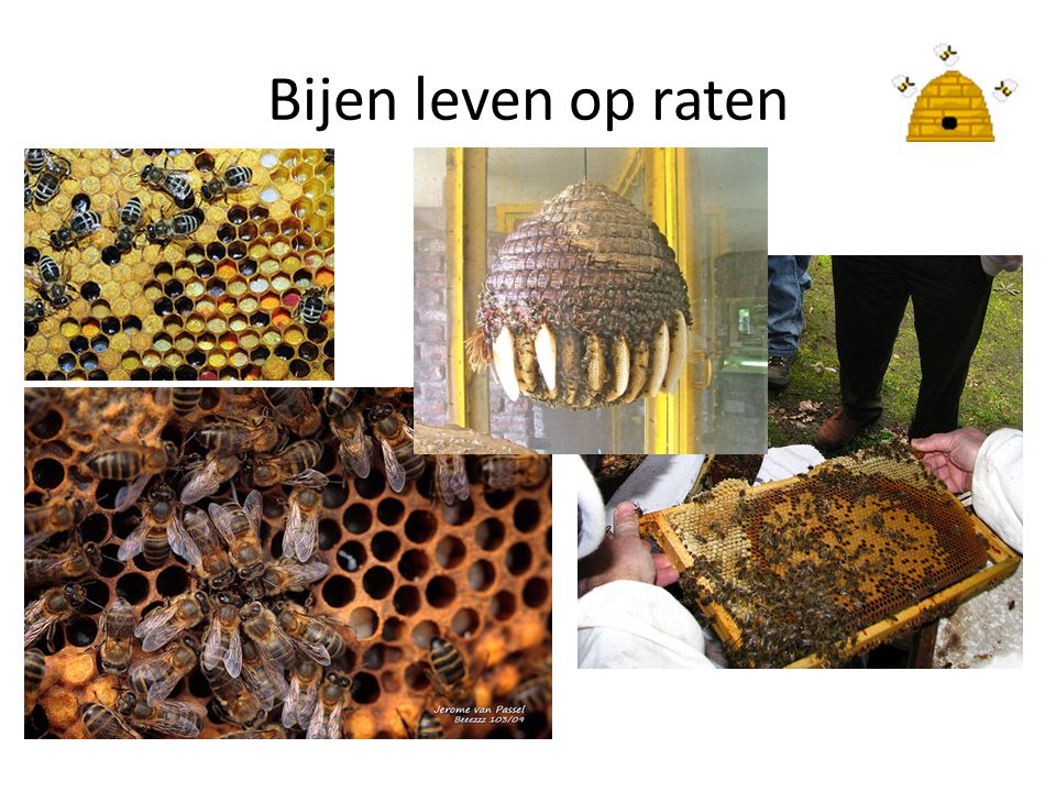 Bijen leven op raten