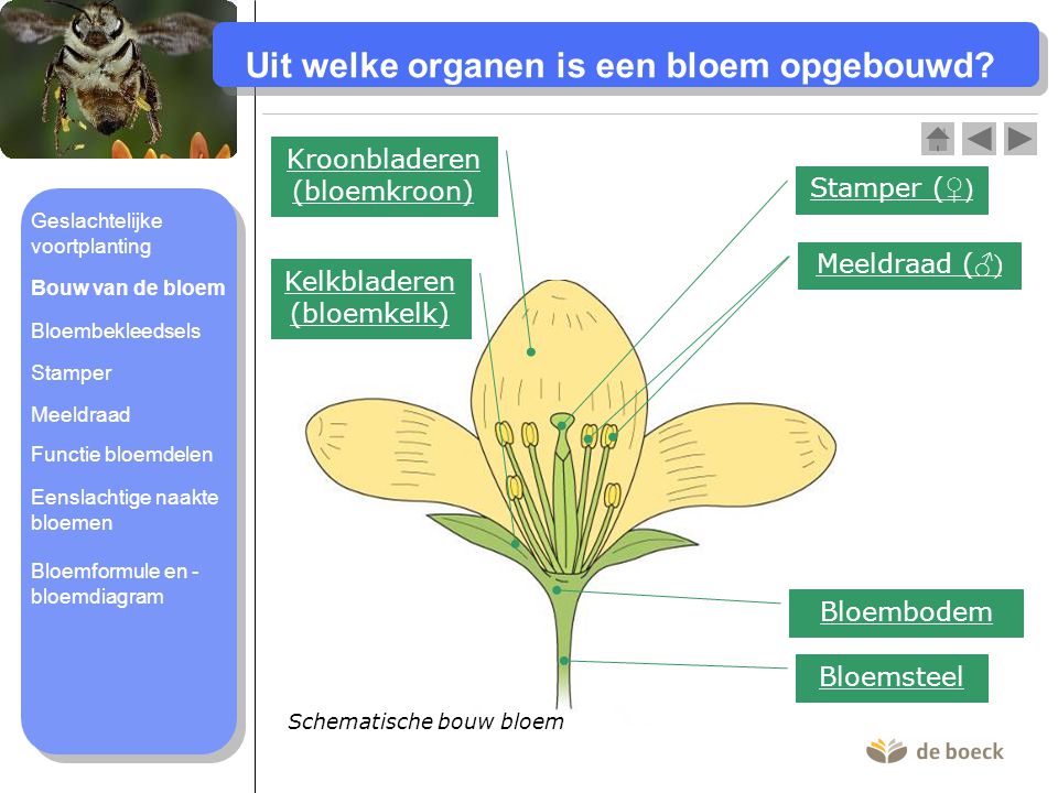 Uit welke organen is een bloem opgebouwd