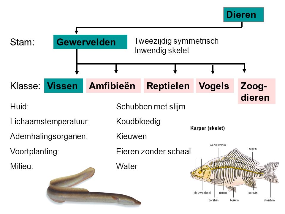 Dieren Stam: Gewervelden Klasse: Vissen Amfibieën Reptielen Vogels