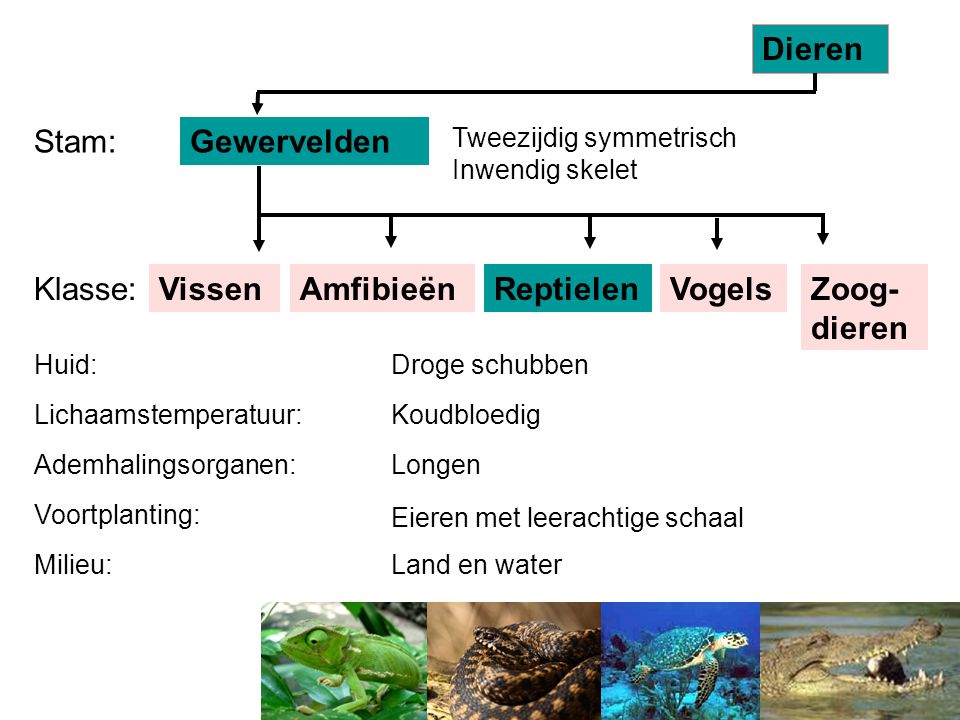 Dieren Stam: Gewervelden Klasse: Vissen Amfibieën Reptielen Vogels
