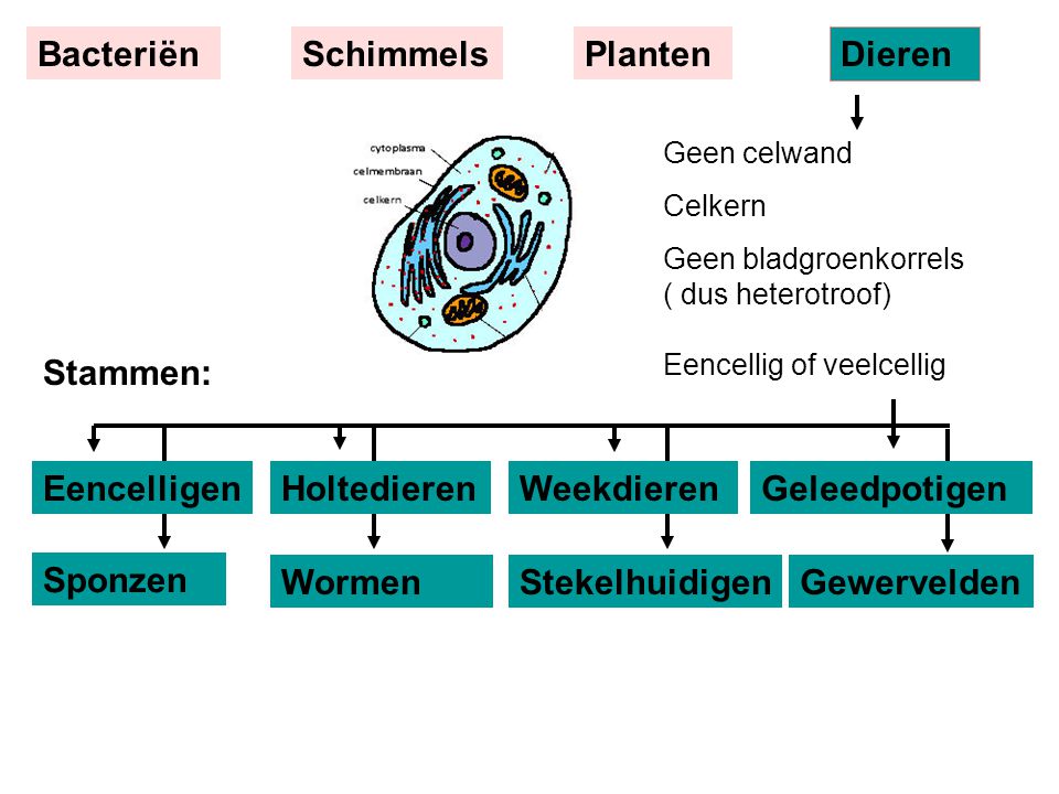 Bacteriën Schimmels Planten Dieren Stammen: Eencelligen Holtedieren