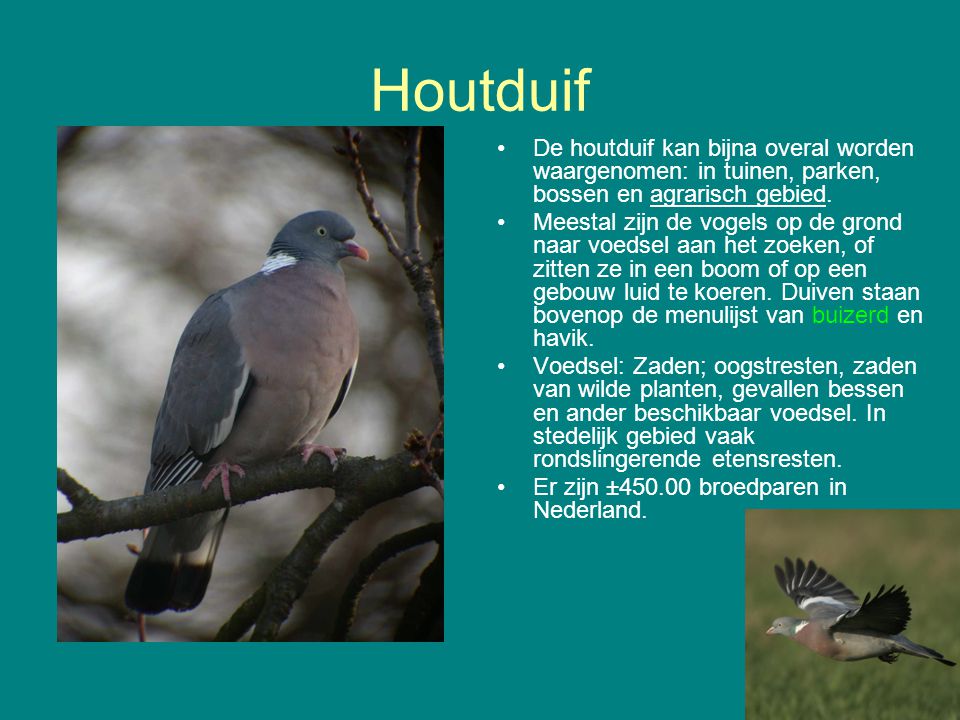 Houtduif De houtduif kan bijna overal worden waargenomen: in tuinen, parken, bossen en agrarisch gebied.