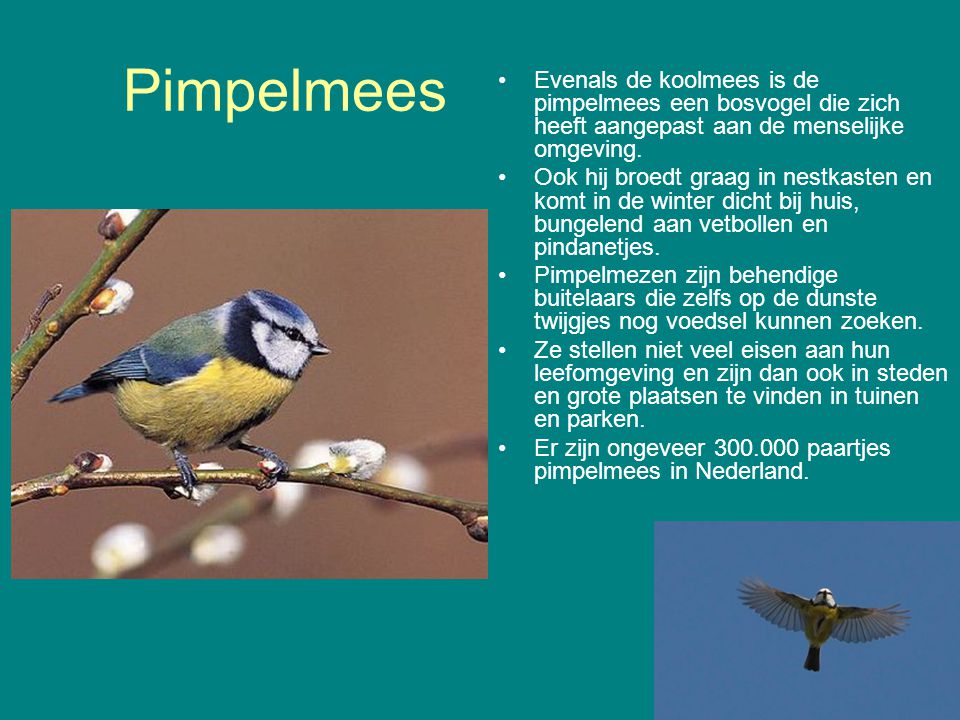 Pimpelmees Evenals de koolmees is de pimpelmees een bosvogel die zich heeft aangepast aan de menselijke omgeving.