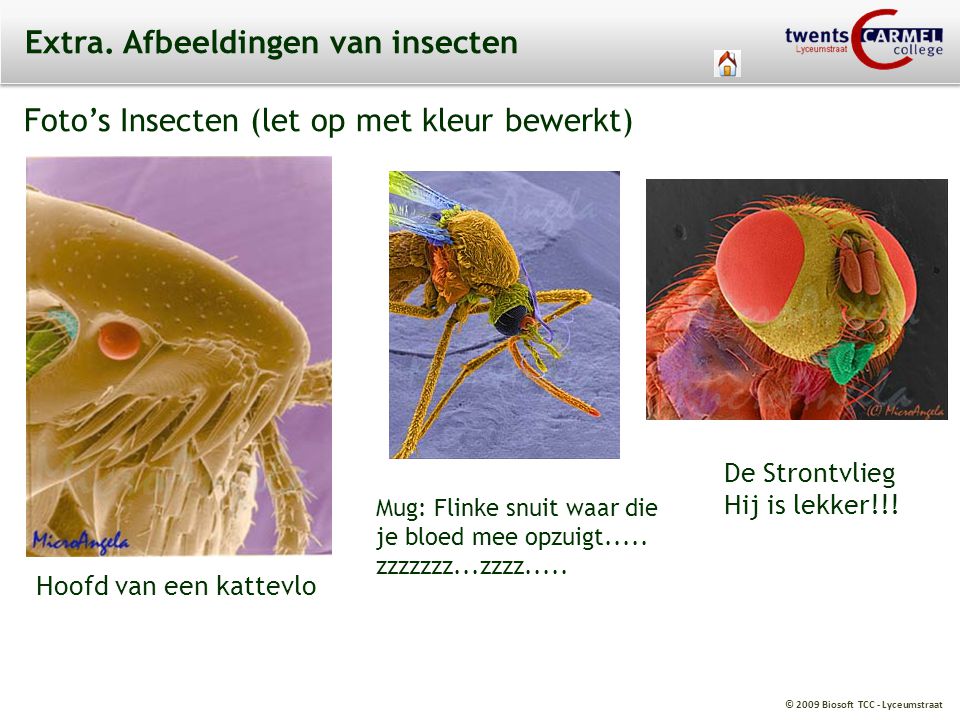 Extra. Afbeeldingen van insecten