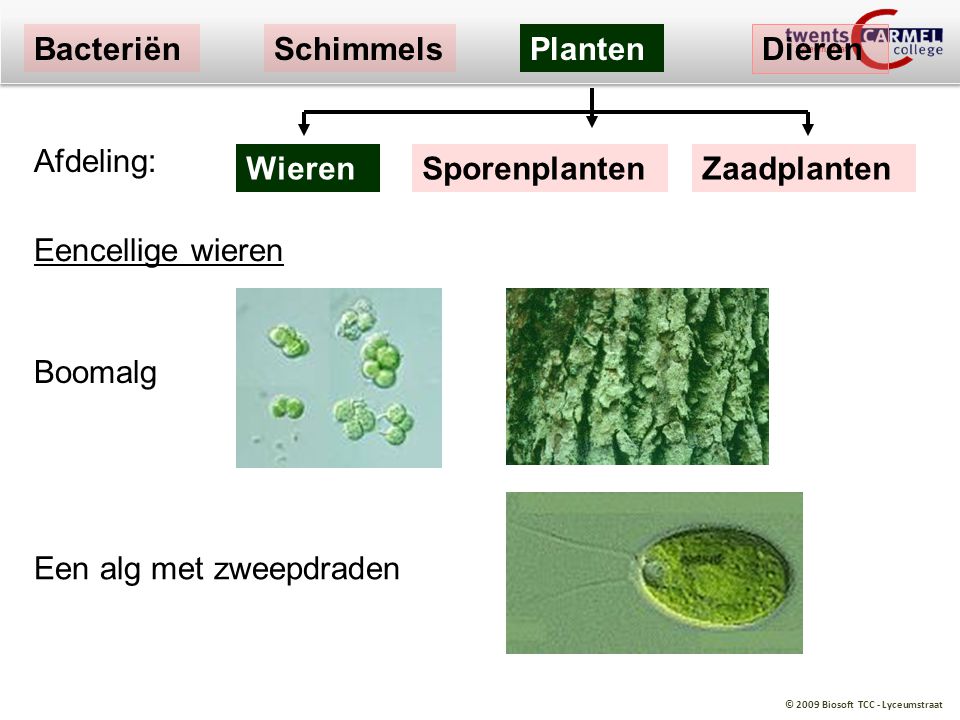 Bacteriën Schimmels. Planten. Dieren. Afdeling: Wieren. Sporenplanten. Zaadplanten. Eencellige wieren.