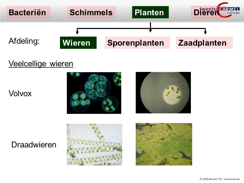 Bacteriën Schimmels. Planten. Dieren. Afdeling: Wieren. Sporenplanten. Zaadplanten. Veelcellige wieren.