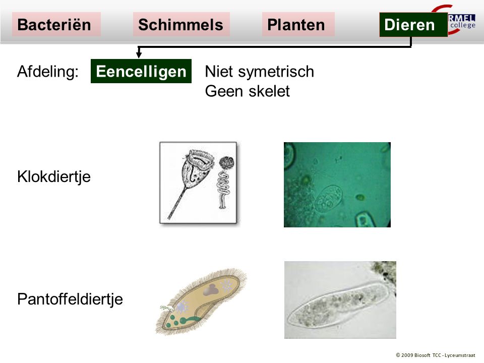 Bacteriën Schimmels. Planten. Dieren. Afdeling: Eencelligen. Niet symetrisch Geen skelet. Klokdiertje.
