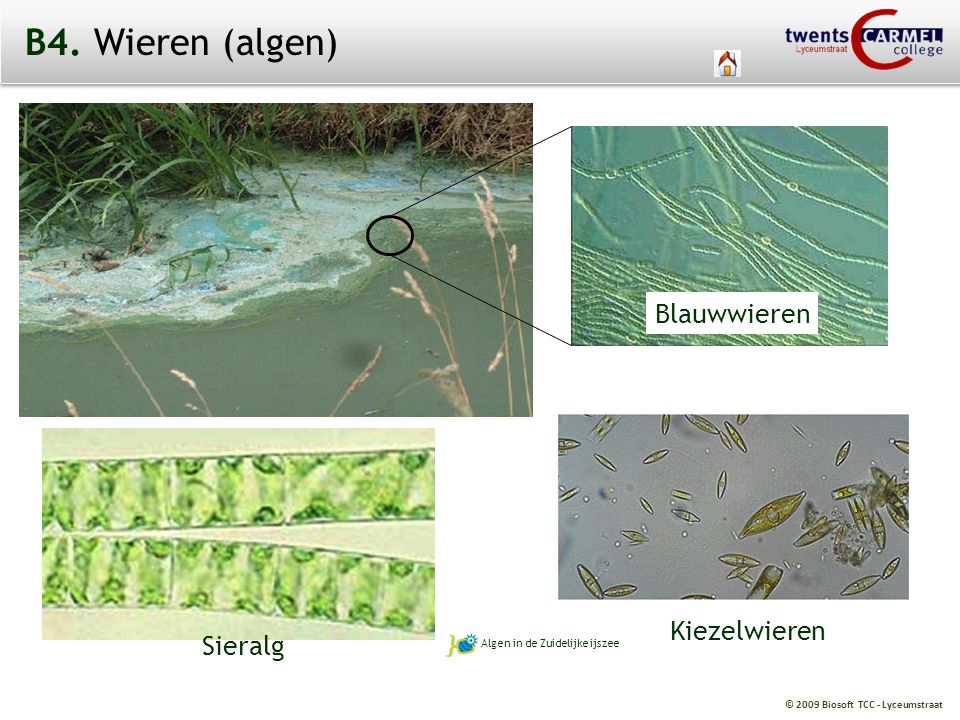 B4. Wieren (algen) Blauwwieren Kiezelwieren Sieralg