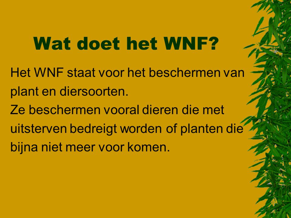 Wat doet het WNF Het WNF staat voor het beschermen van