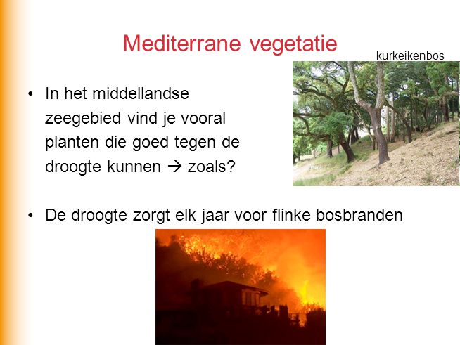 Mediterrane vegetatie