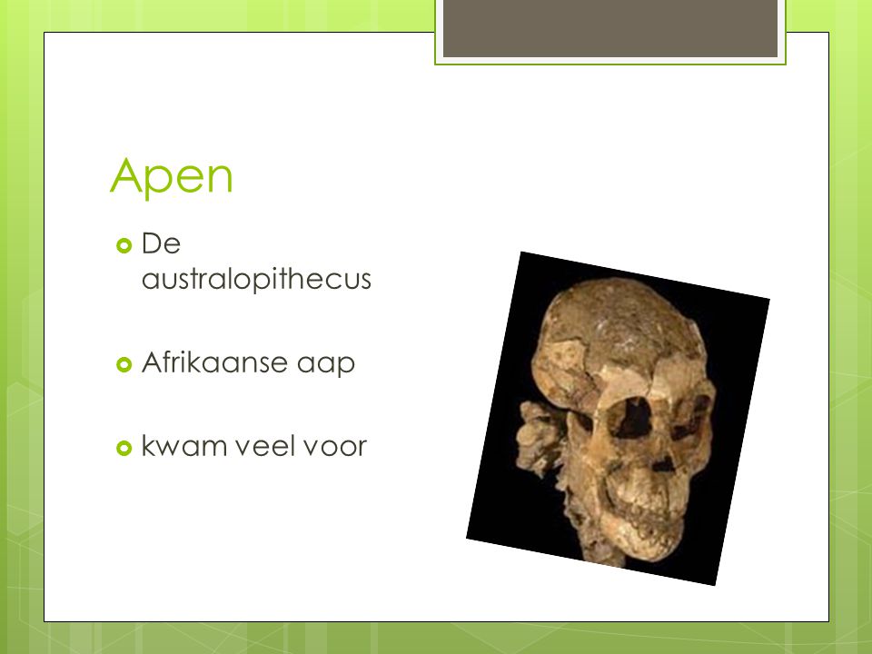Apen De australopithecus Afrikaanse aap kwam veel voor