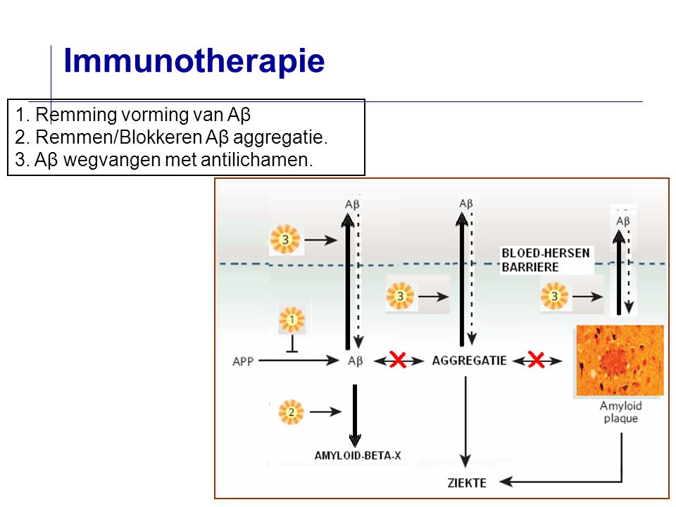 Immunotherapie 1. Remming vorming van Aβ