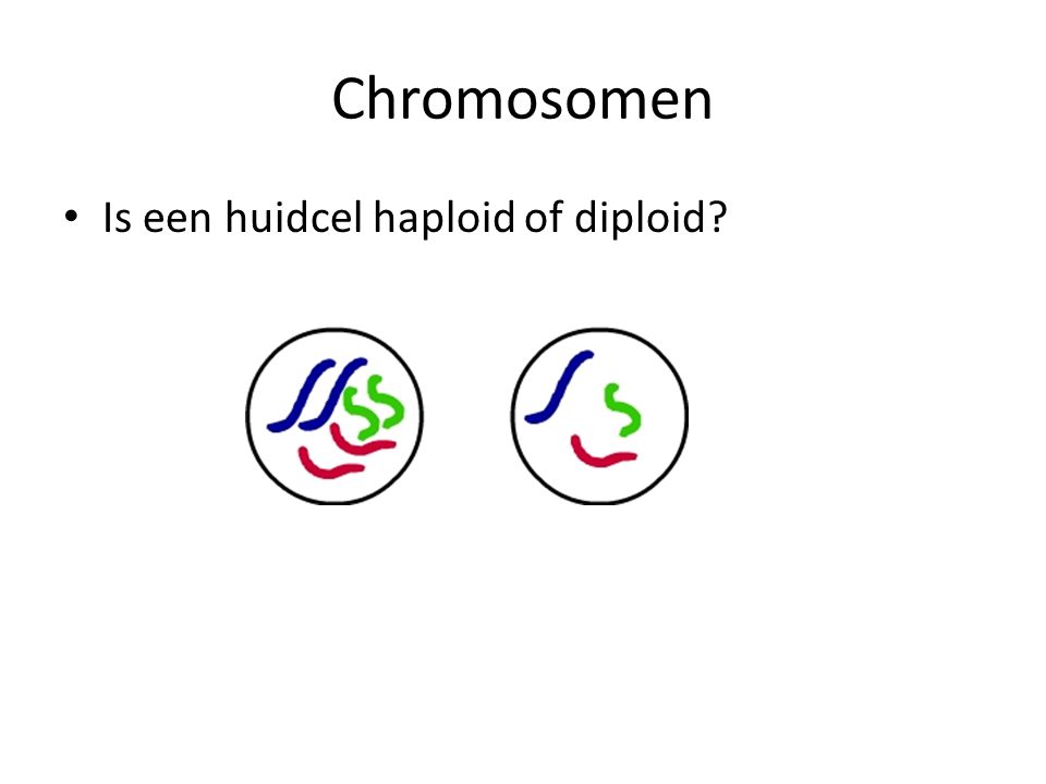 Chromosomen Is een huidcel haploid of diploid