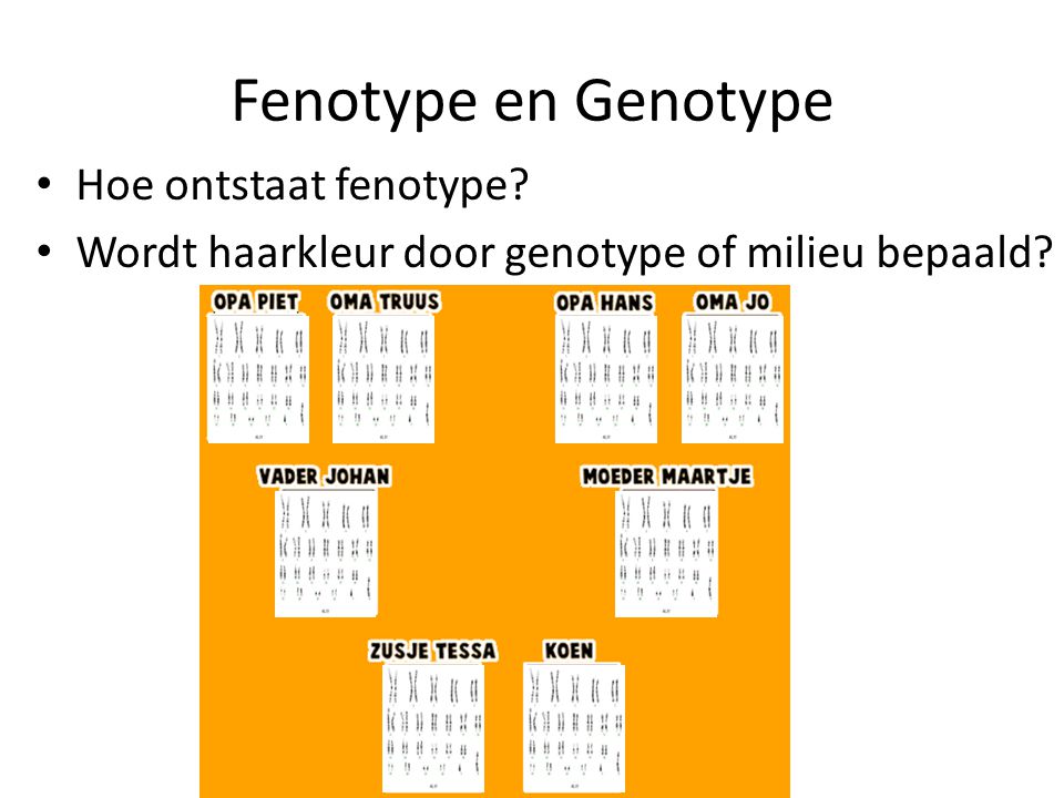 Fenotype en Genotype Hoe ontstaat fenotype