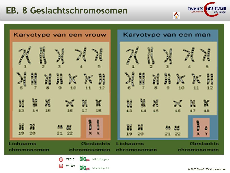 EB. 8 Geslachtschromosomen