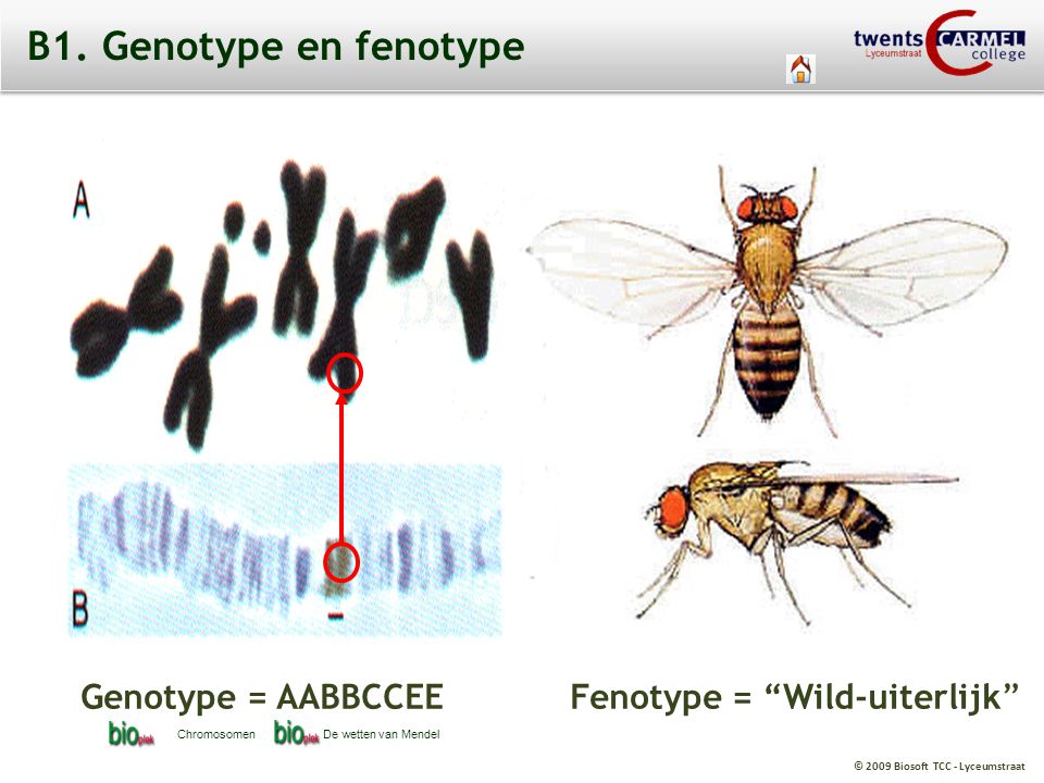 B1. Genotype en fenotype Genotype = AABBCCEE Fenotype = Wild-uiterlijk Chromosomen.