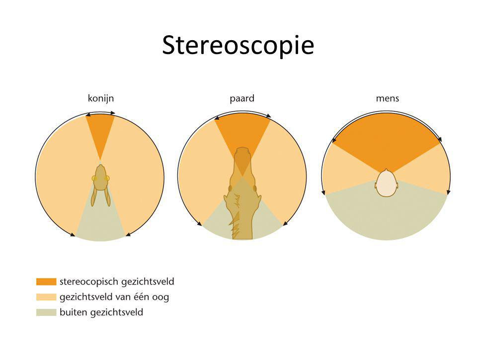 Stereoscopie