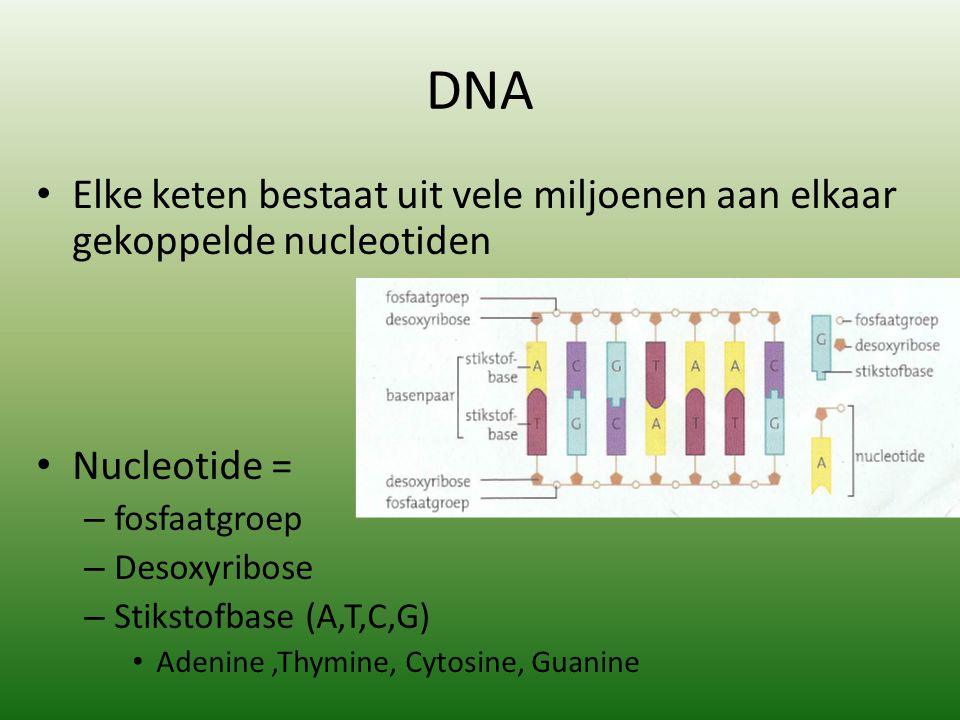 DNA Elke keten bestaat uit vele miljoenen aan elkaar gekoppelde nucleotiden. Nucleotide = fosfaatgroep.