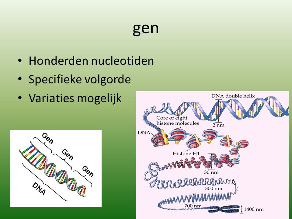 gen Honderden nucleotiden Specifieke volgorde Variaties mogelijk