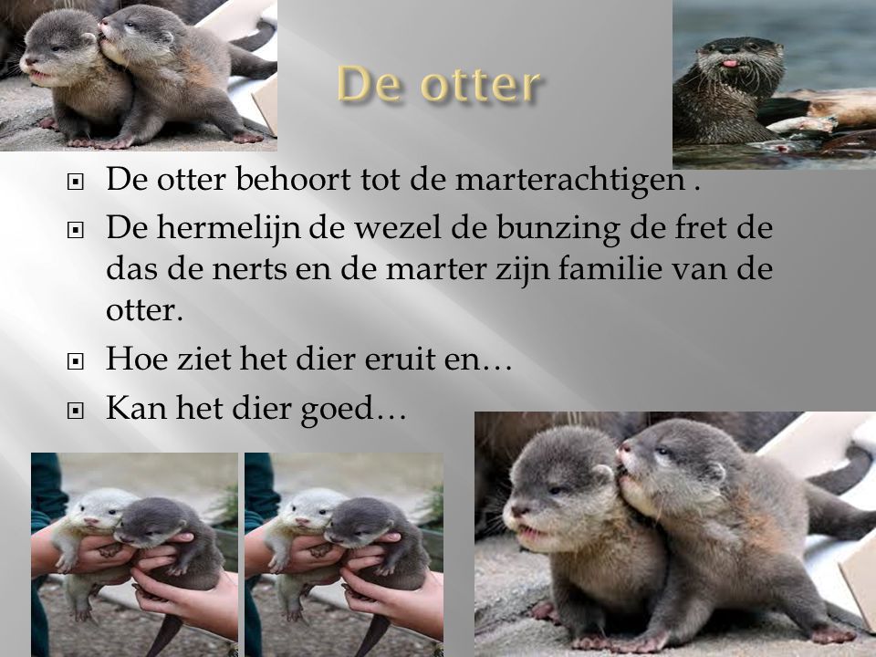 De otter De otter behoort tot de marterachtigen .