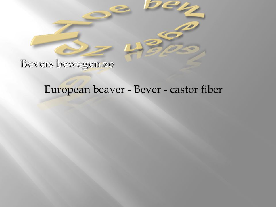 Hoe bewegen ze Bevers bewegen zo European beaver - Bever - castor fiber.