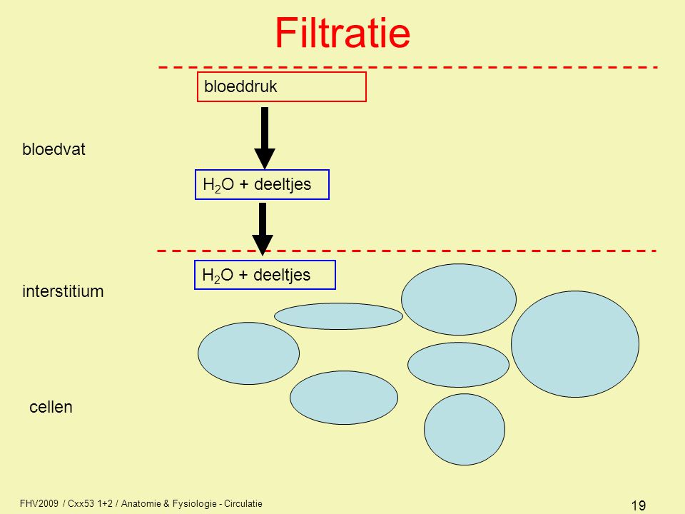 Filtratie bloeddruk bloedvat H2O + deeltjes interstitium cellen