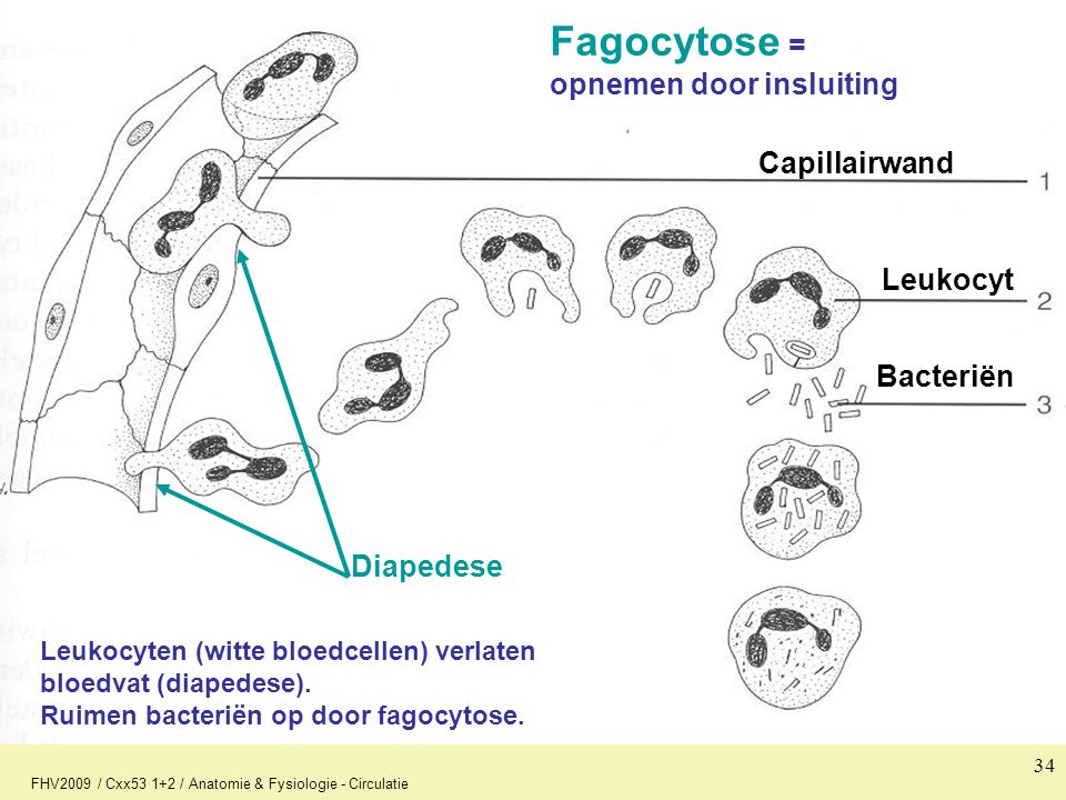 Fagocytose = opnemen door insluiting Capillairwand Leukocyt Bacteriën