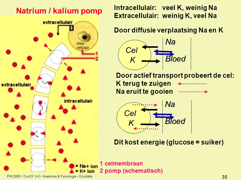 Natrium / kalium pomp Na Bloed Cel K Na Bloed Cel K