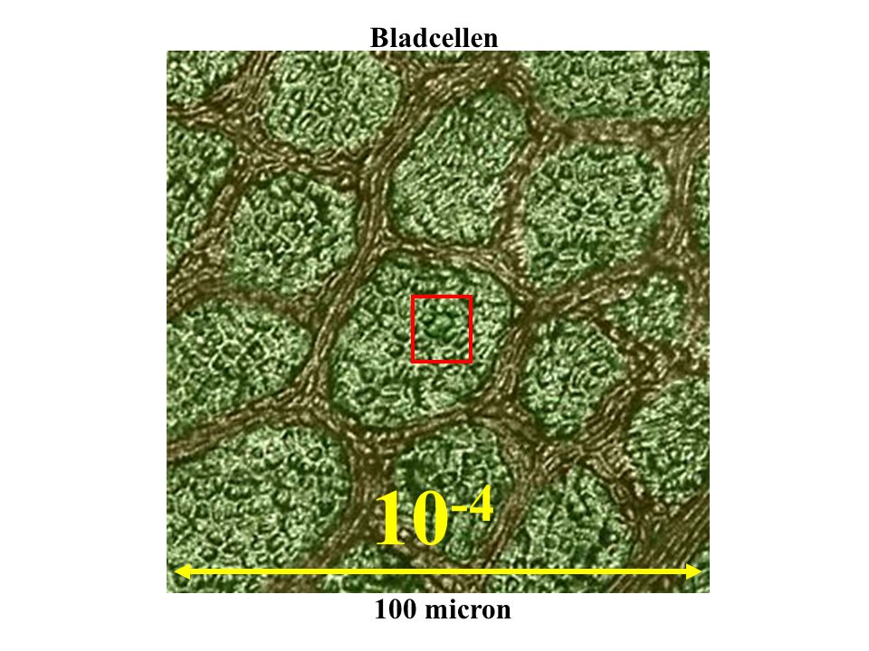 Bladcellen micron