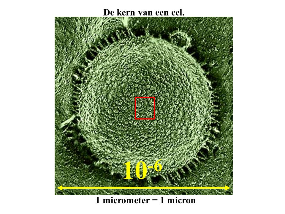 De kern van een cel micrometer = 1 micron