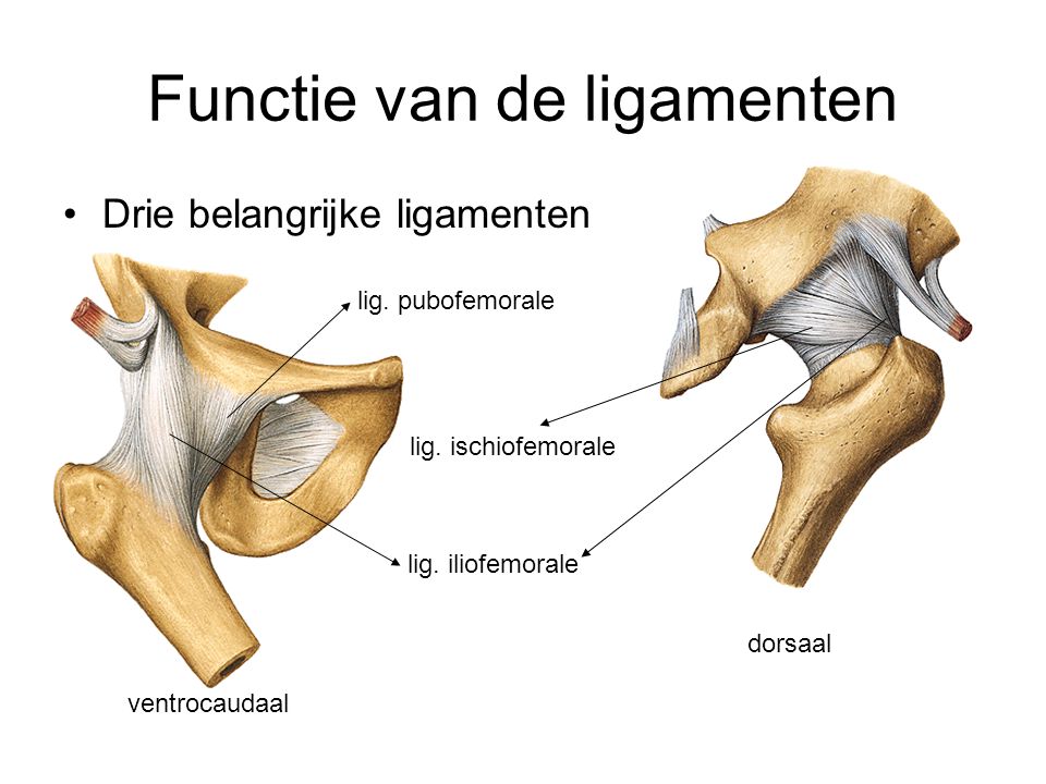Functie van de ligamenten