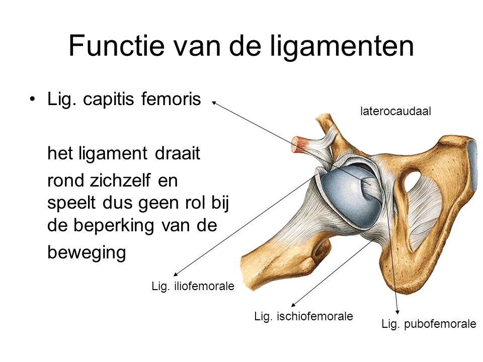 Functie van de ligamenten