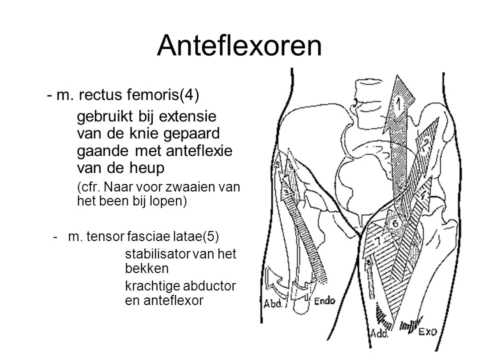 Anteflexoren - m. rectus femoris(4)