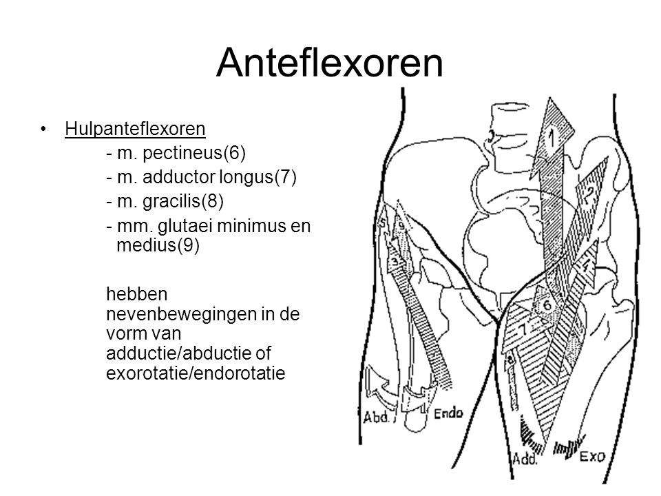 Anteflexoren Hulpanteflexoren - m. pectineus(6)