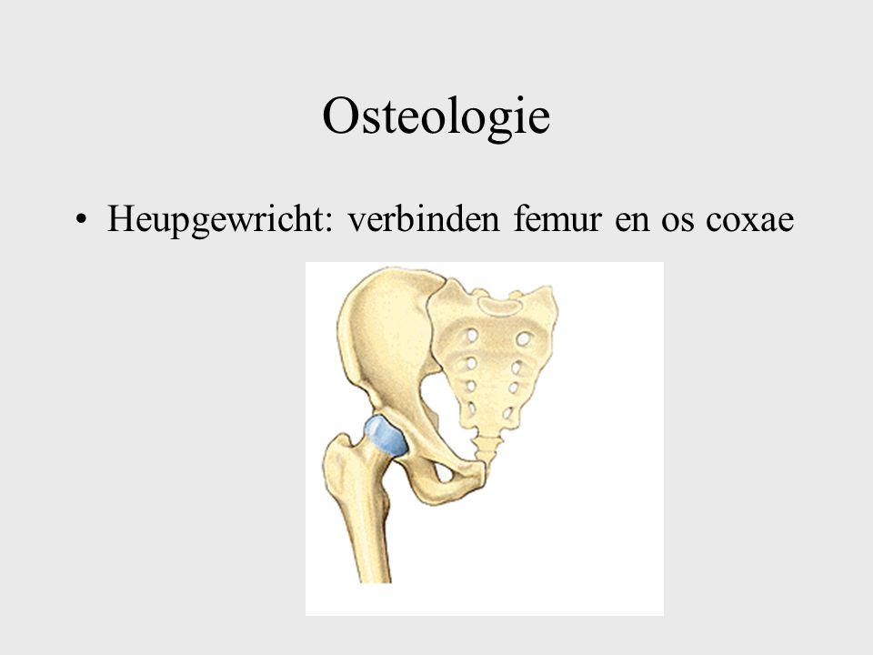 Osteologie Heupgewricht: verbinden femur en os coxae