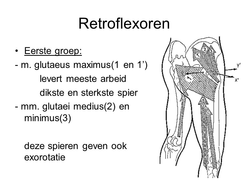 Retroflexoren Eerste groep: - m. glutaeus maximus(1 en 1’)