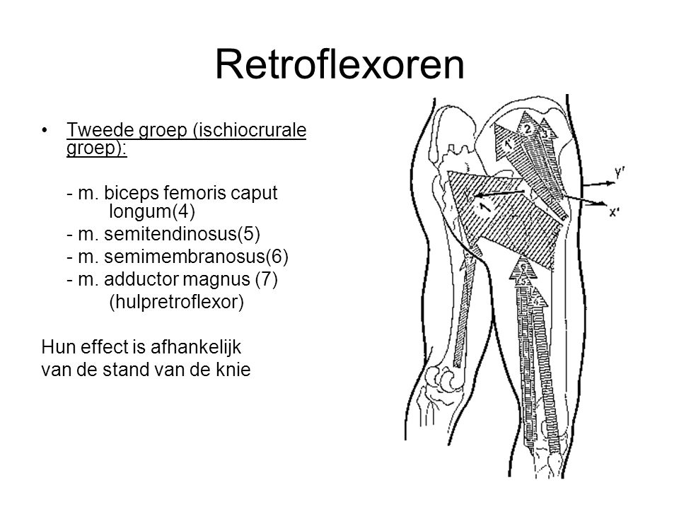 Retroflexoren Tweede groep (ischiocrurale groep):