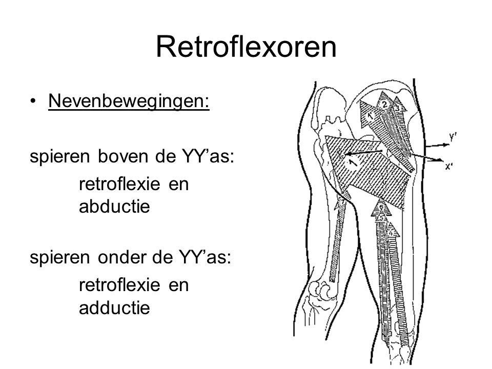 Retroflexoren Nevenbewegingen: spieren boven de YY’as:
