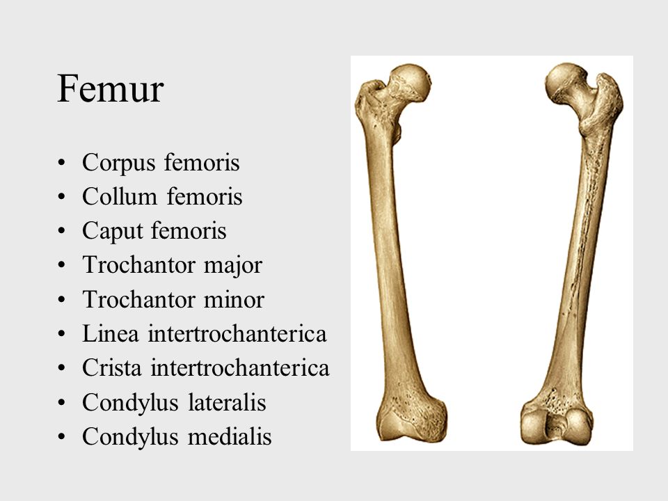 Femur Corpus femoris Collum femoris Caput femoris Trochantor major