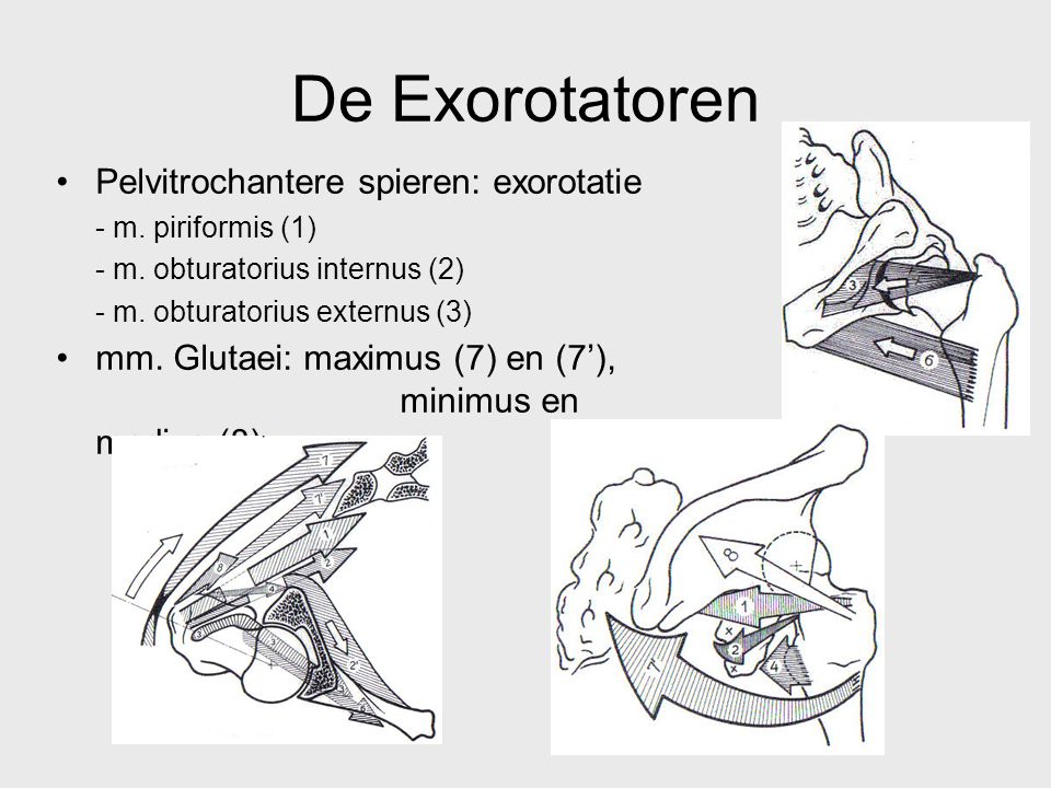 De Exorotatoren Pelvitrochantere spieren: exorotatie