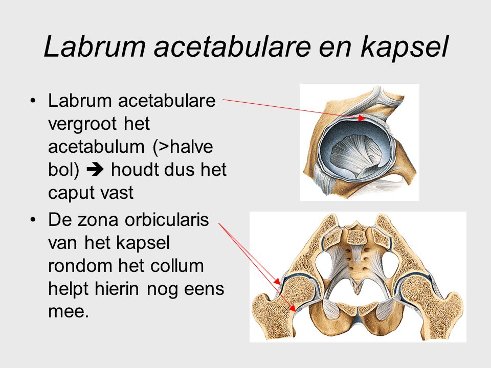 Labrum acetabulare en kapsel
