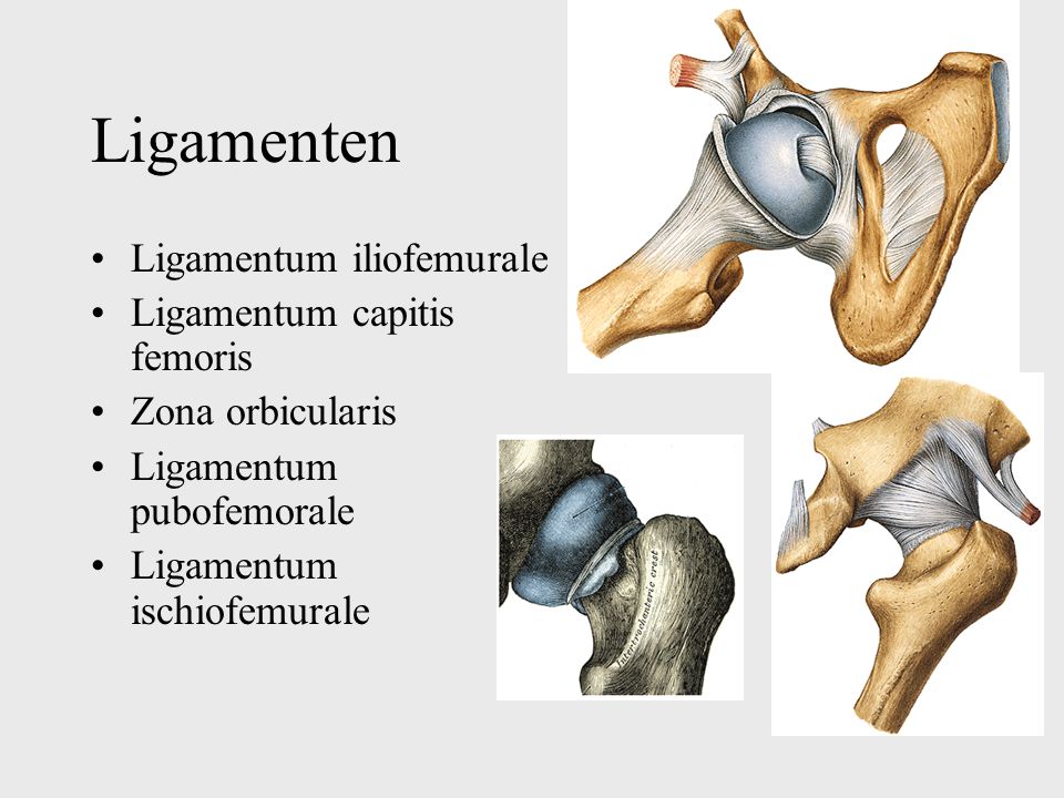 Ligamenten Ligamentum iliofemurale Ligamentum capitis femoris