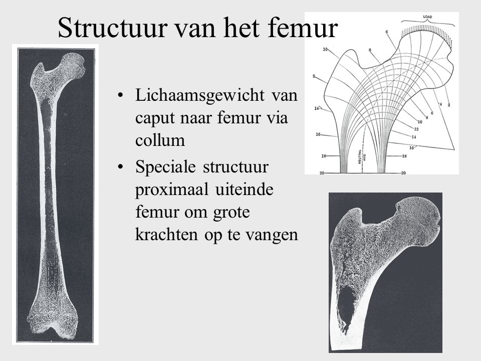 Structuur van het femur