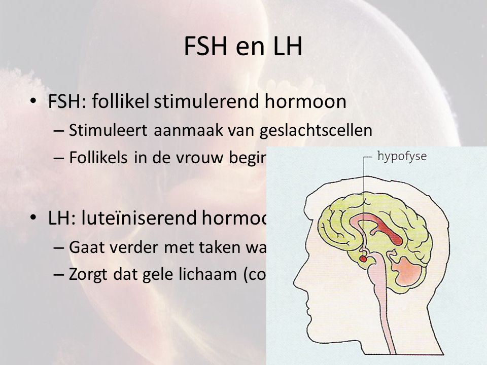 FSH en LH FSH: follikel stimulerend hormoon LH: luteïniserend hormoon